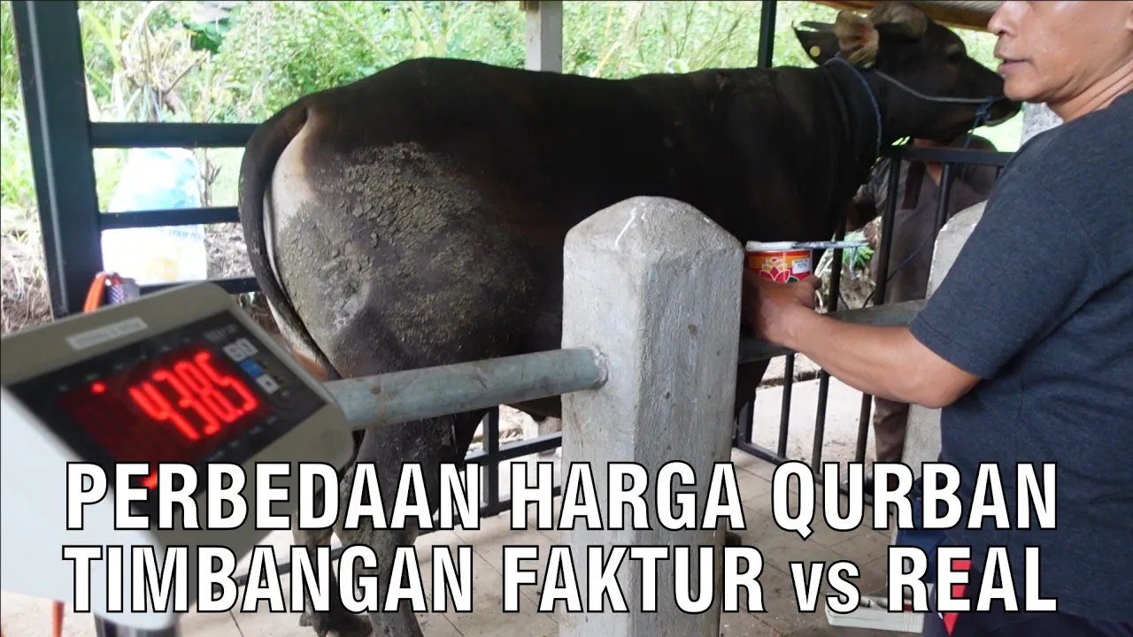 
                                 Perbedaan-Harga-Qurban-Timbangan-Faktur-Dan-Real